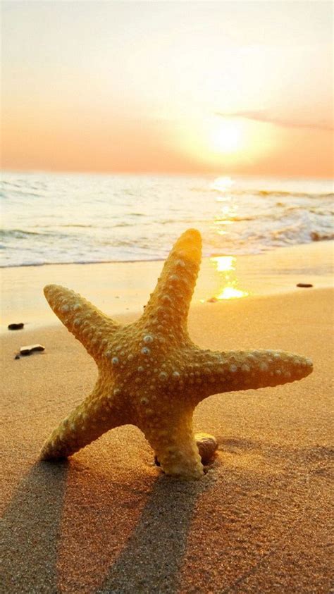 Beach Starfish Wallpaper For Mobile - 2022 Live Wallpaper HD