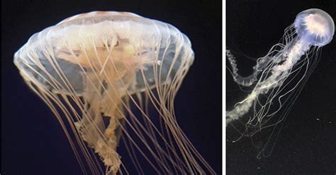 New discovery: Common jellyfish is actually two species