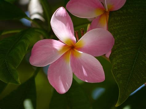 Flower Florida · Free photo on Pixabay