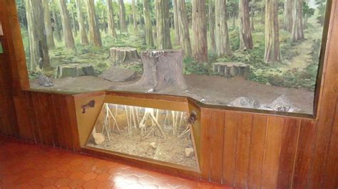 My Clicks: Nilambur Teak Museum