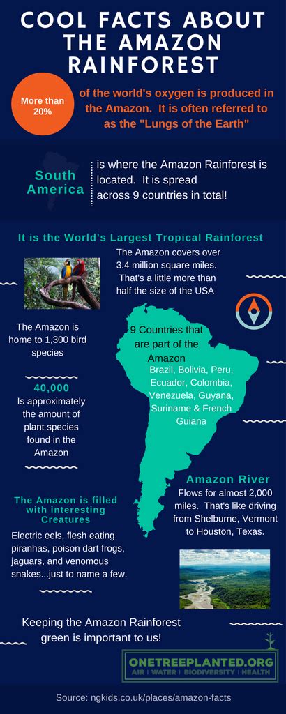 Cool Facts About the Amazon Rainforest