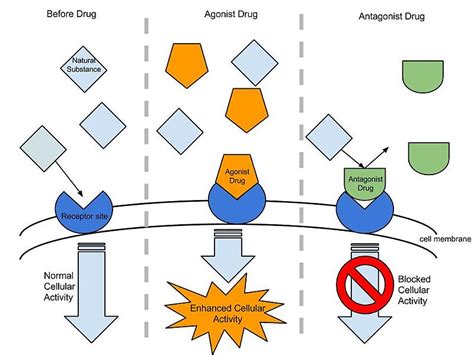 Difference Between Agonist and Antagonist Drugs | Compare the Difference Between Similar Terms