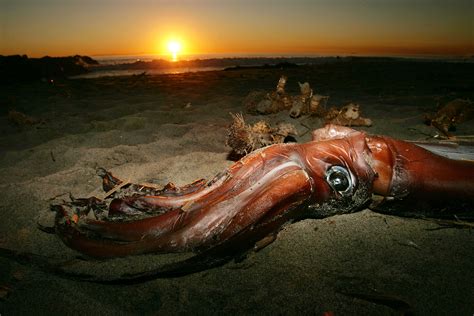 Enormous Deep-Sea Squid Washes Up on Beach in 'Once in a Lifetime ...
