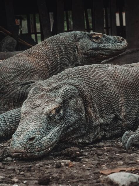 komodo dragon by kelimutu and komodo tour - Flores Komodo Packages ...