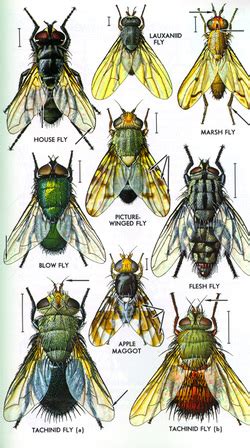 Diptera Families