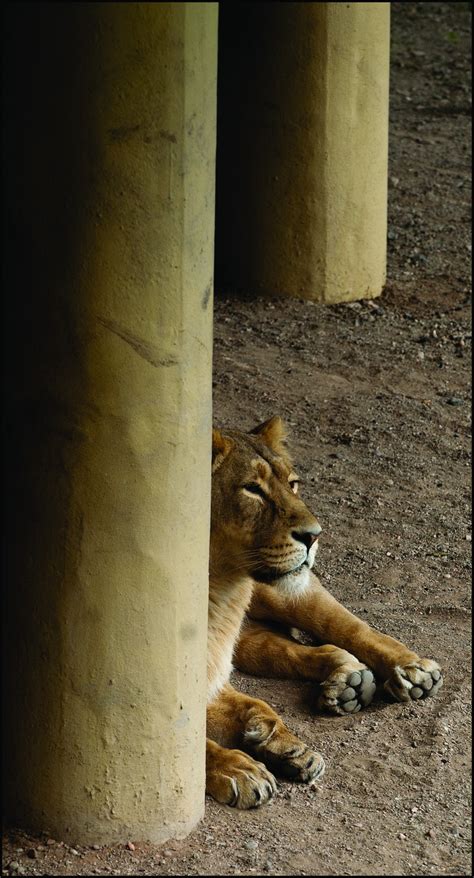 Lion lookout - Dudley Zoological Gardens