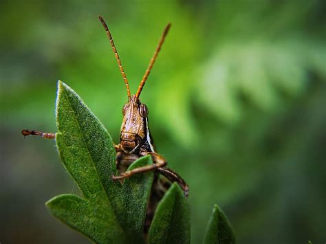 insect, grasshopper, bug, plant, locust, garden, pest, feelers, antennae, hd wallpaper | Pikist