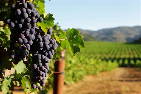 Your Guide to California Wine Regions | Total Wine & More