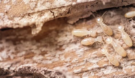 Are these Baby Termite or Ants? | On Demand Pest Control