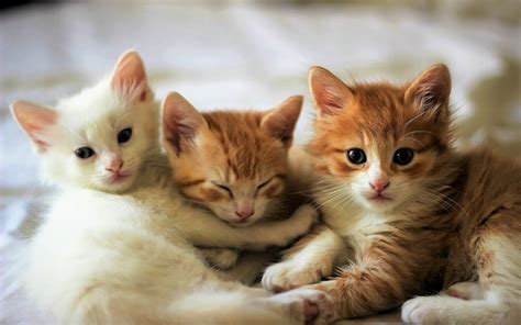 Download Baby Animal Cute Kitten Animal Cat Cute Cat HD Wallpaper