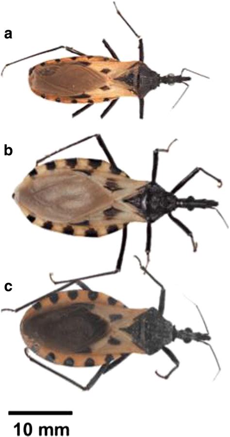 The three described species of the Triatoma dimidiata species complex.... | Download Scientific ...