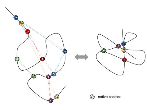 Journal Club: Native contacts in protein folding | Oxford Protein Informatics Group