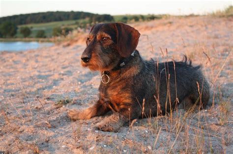 Dachshund Grooming - Welcome To The Sausage Dog World