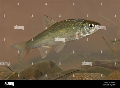 Ide fish hi-res stock photography and images - Alamy