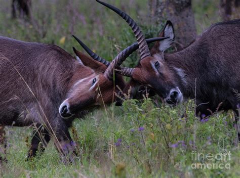 Oryx - Lock horns-6831 Photograph by Steve Somerville