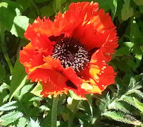 Perfect Poppy | Plants, Green living, Nature