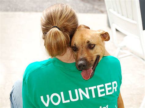 Become a Louth SPCA Volunteer - Louth SPCA