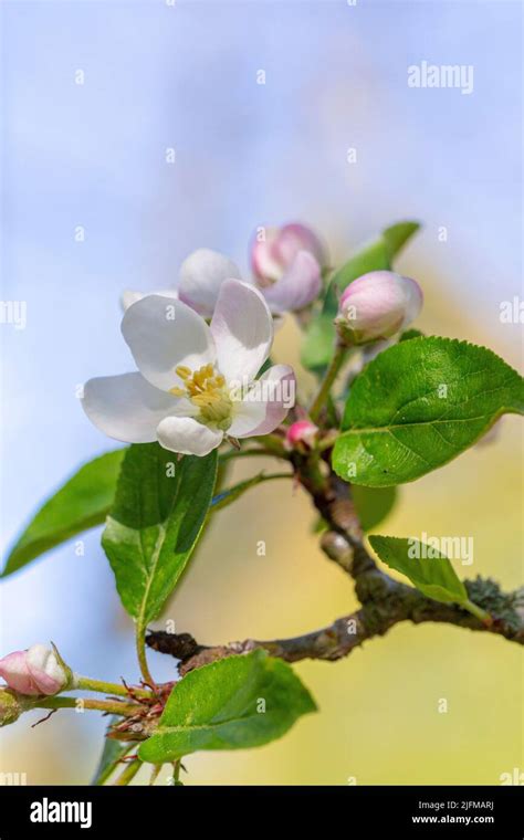 Malus sylvestris flowers Stock Photo - Alamy