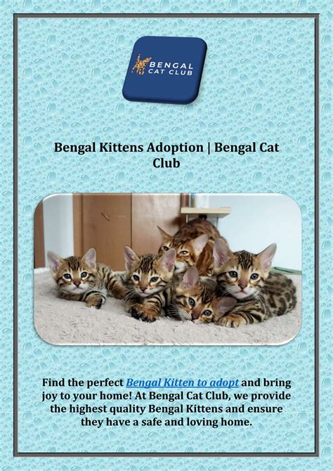 PPT - Bengal Kittens Adoption | Bengal Cat Club PowerPoint Presentation ...