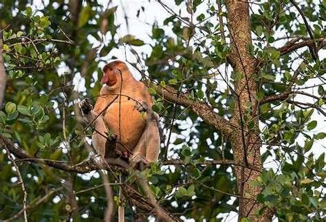 330+ Brunei Wildlife Stock Photos, Pictures & Royalty-Free Images - iStock