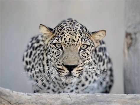 Born to be wild: A daring vision of the Arabian leopard’s future | The ...