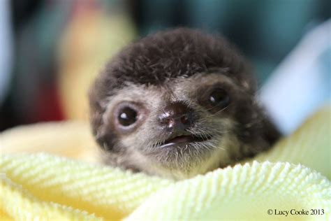 The 29 Cutest Sloths That Ever Slothed - Sloths.com.au