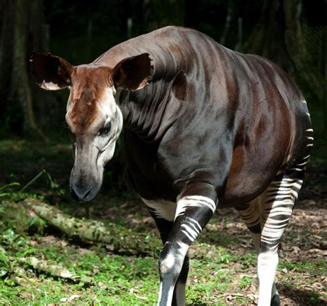 5 weird and wonderful facts about the okapi - Africa Geographic