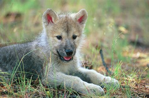 Cute wolf pup in field - Wolves Photo (37003556) - Fanpop