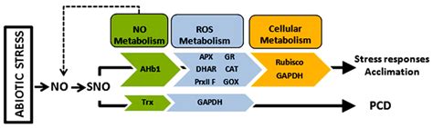 S-nitrosylated proteins under abiotic stress. Proteins that change ...