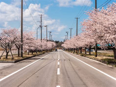 Cherry Blossoms | Shirakami Sanchi | Visit Shirakami Tread new ground