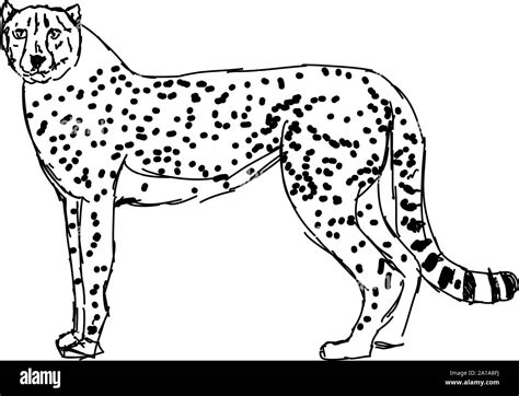 Cheetah Drawing Easy - Click here to save the tutorial to pinterest!