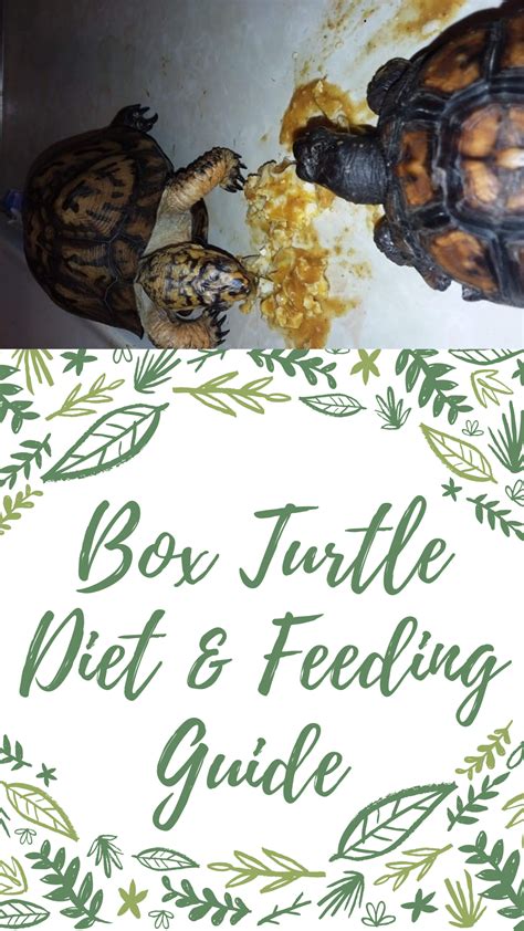 Box Turtle Diet & Feeding Guide [DOs and DONTs] | Box turtle, Box ...