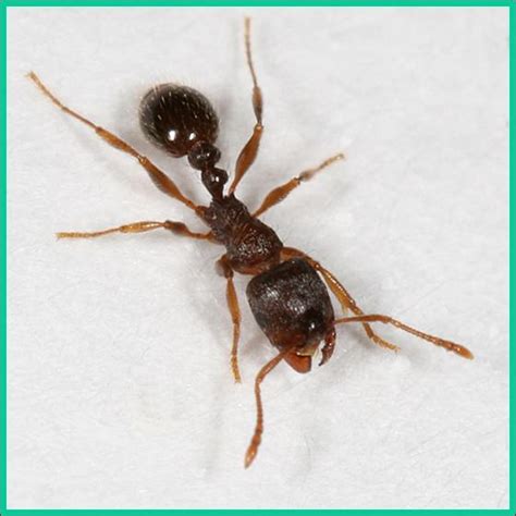 Pavement Ants - Plant & Pest Diagnostics