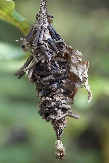 Cocoon made of twigs in Myakka River State Park, Florida - Oiketicus ...