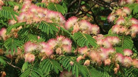 Flower of the Week: Mimosa Tree | Mimosa tree, Tree seedlings, Organic mulch