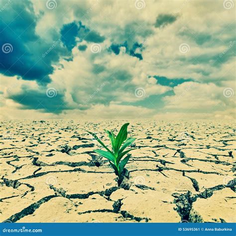 Plant in the desert stock image. Image of disaster, grunge - 53695361