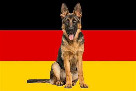 13 German Dog Breeds — German Hunting Dogs | Reader's Digest