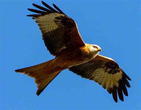 The Remarkable Comeback Of The Red Kite In Cymru | Bird Spot