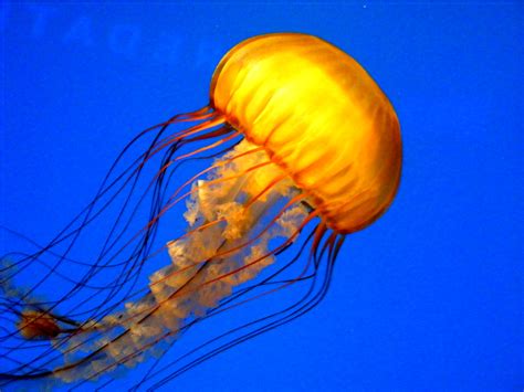 Orange jellyfish by domigogole on DeviantArt