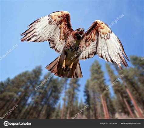 Beautiful Red Tailed Hawk Screeching While Flying Overhead Stock Photo ...