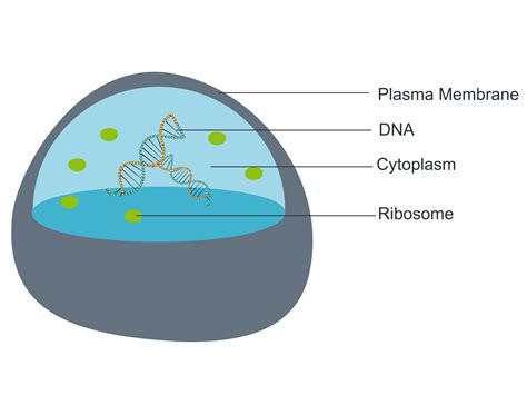 4.2 Discovery of Cells and Cell Theory – Human Biology