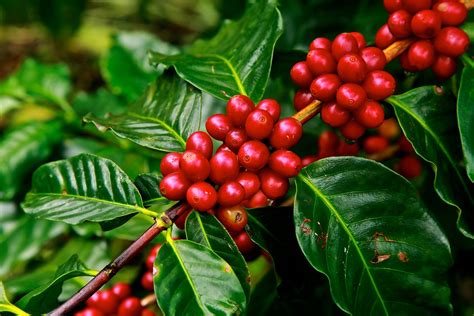 Red Coffee Beans ready for harvest image - Free stock photo - Public Domain photo - CC0 Images