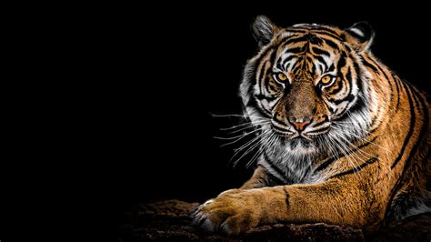 Bengal Tiger Wallpaper 4K, AMOLED, Big cat, Predator