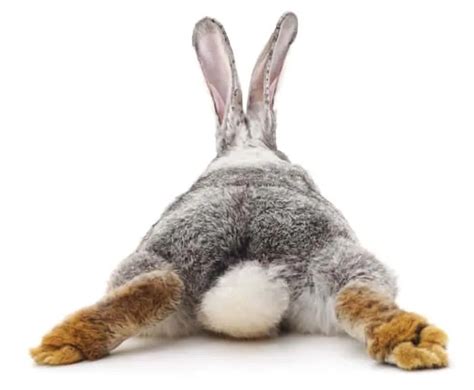 Why Rabbits Have Short Tails? - SimplyRabbits - Rabbit care