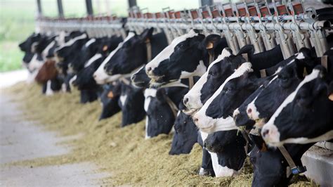 What’s hiding in your dairy cattle feed?