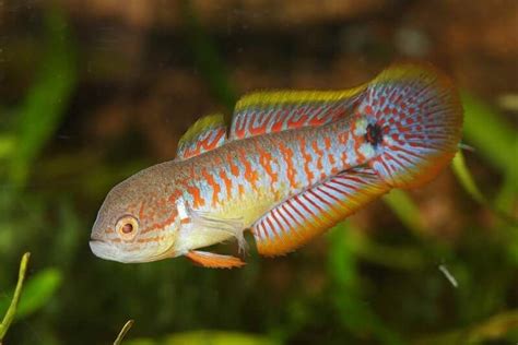 Peacock Gudgeon 101: Care, Tank Mates, Breeding & More