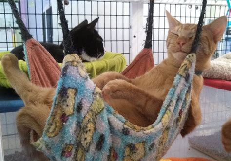 Tip of the Week: Make a Kitty Hammock! | ASPCApro