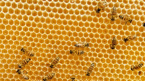 What Is It About Bees And Hexagons? : Krulwich Wonders... : NPR