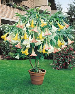 The 3 Best Exotic Plants for Your Garden — Ted Collins Tree & Landscape