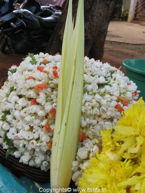 Kewda Tree | Pandanus odorifer | Kedage | Tale Hoovu | Ketaki